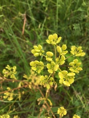 Polytaenia nuttallii