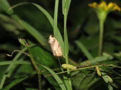 Etanna breviuscula