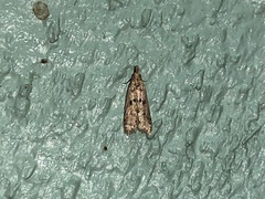 Dichomeris punctipennella