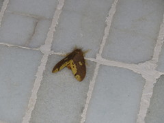 Euproctis quadrangularis