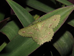 Herochroma cristata