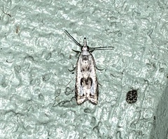Microcrambus minor