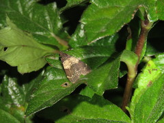 Hydrillodes lentalis