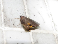 Hypocala deflorata