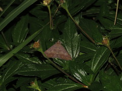 Hypospila bolinoides