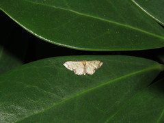 Idaea impexa