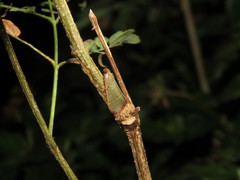 Hypsopygia nonusalis