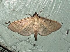 Herpetogramma fluctuosalis