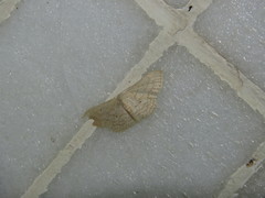 Idaea ptyonopoda