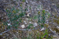 Ceanothus foliosus vineatus