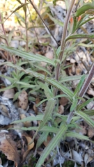 Castilleja applegatei pinetorum