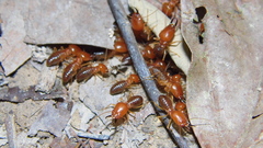 Syntermes molestus