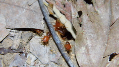 Syntermes molestus