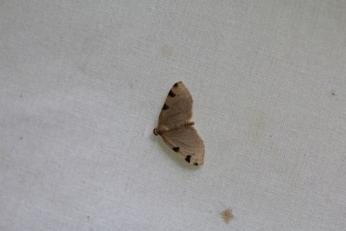 Three-spotted Fillip photo 5