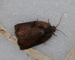 Homona