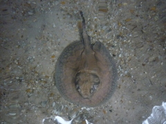 Potamotrygon wallacei