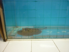 Potamotrygon wallacei