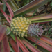 Pineapple - Photo (c) Pierre-Louis Stenger, some rights reserved (CC BY-NC), uploaded by Pierre-Louis Stenger