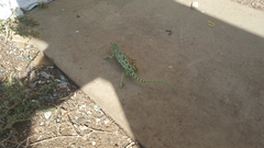 Chamaeleo chamaeleon