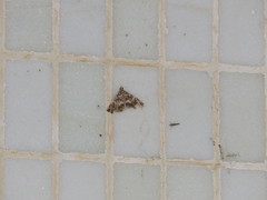 Paracymoriza vagalis