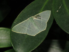 Pelagodes antiquadraria