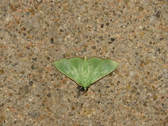 Parotis punctiferalis