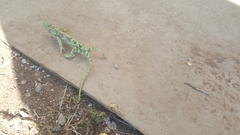 Chamaeleo chamaeleon