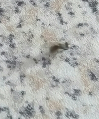 Diptera