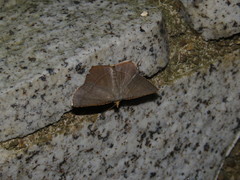 Plesiomorpha flaviceps