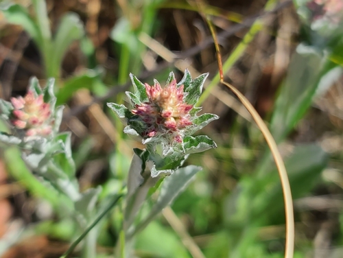 Gamochaeta purpurea image