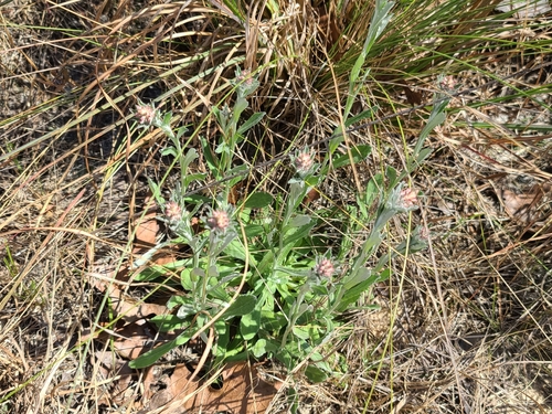 Gamochaeta purpurea image