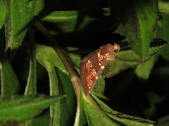 Saroba pustulifera
