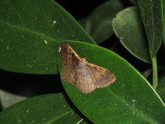 Peratophyga crista