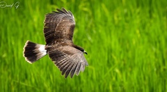 Rostrhamus sociabilis