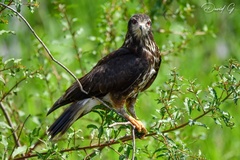 Rostrhamus sociabilis