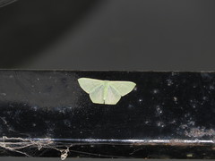 Thalassodes immissaria