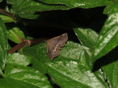 Throana pectinifer