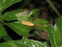 Danielithosia immaculata