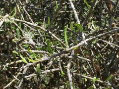 Melicytus flexuosus