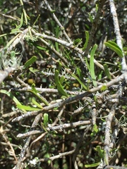 Melicytus flexuosus