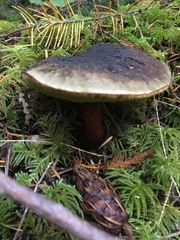 Xerocomellus zelleri