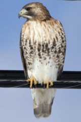 Buteo jamaicensis