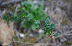 Ceanothus foliosus vineatus