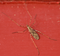 Amphineurus hudsoni