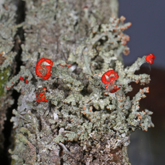 Cladonia didyma