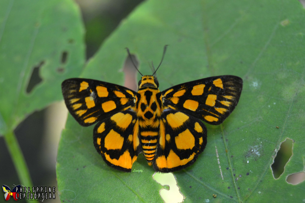 Odina cuneiformis