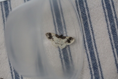 Hydrelia condensata
