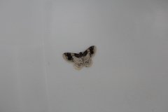 Hydrelia condensata