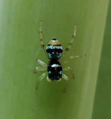 Phintella vittata