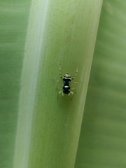 Phintella vittata